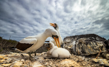 Nazca boobies with chick in Galapagos