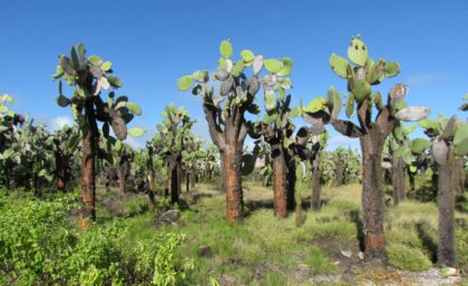 Opuntia cactus, Galapagos