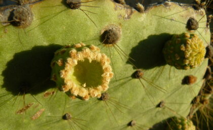 Opuntia cactus, Galapagos