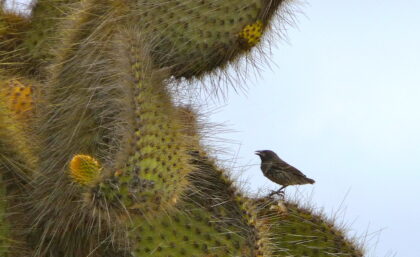 Darwin's finch perched on Opuntia cactus