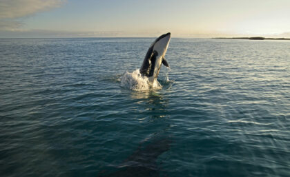Orca in Galapagos
