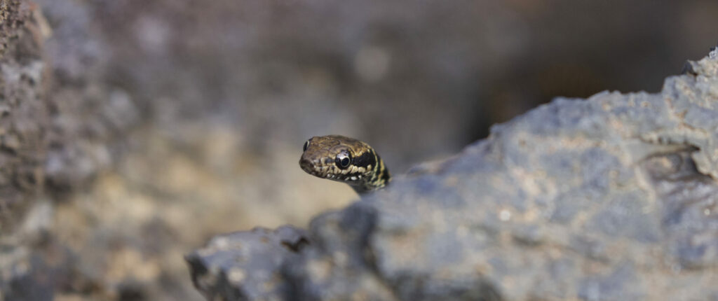 Galapagos racer snake