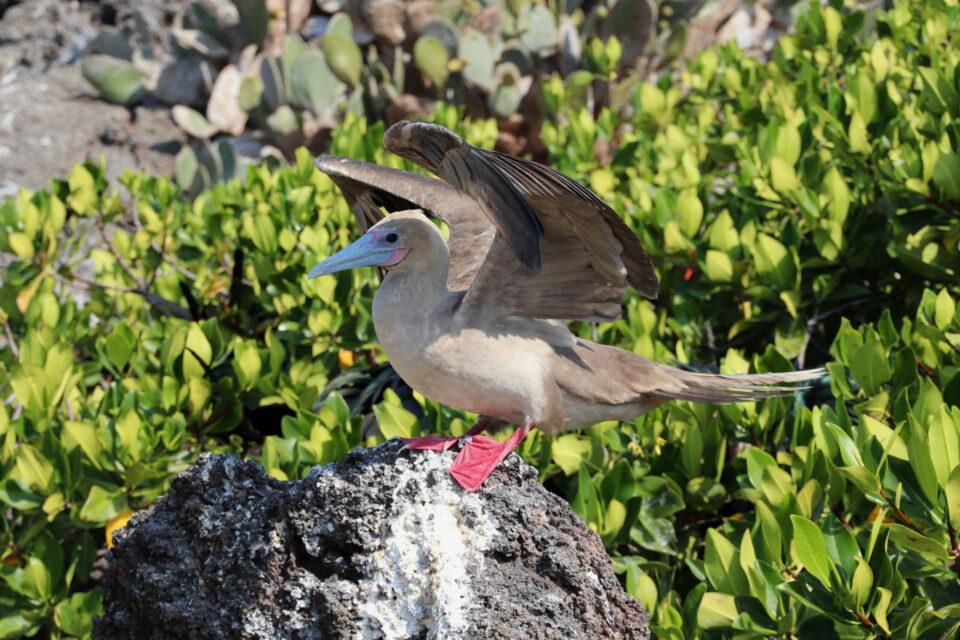 Red-footed booby