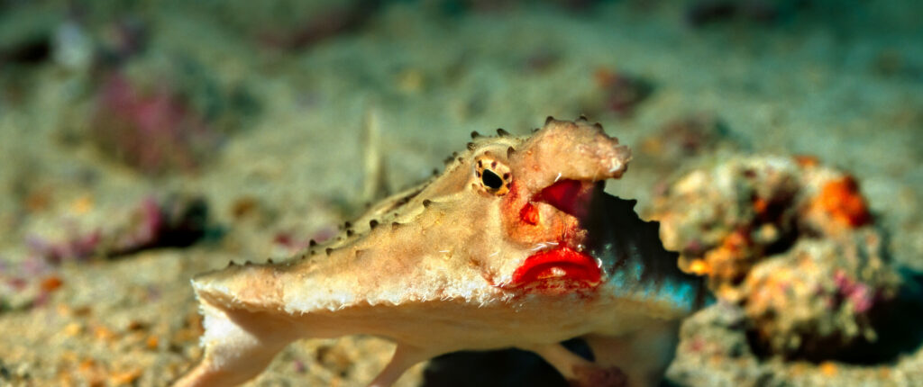 Red-lipped batfish