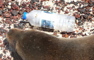 Plastic bottle next to sea lion in Galapagos