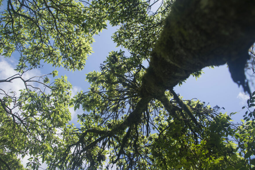 Scalesia forest in Santa Cruz