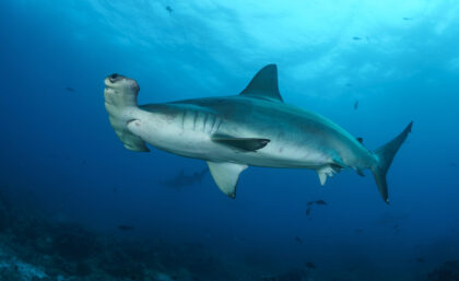 Scalloped hammerhead shark in the Galapagos Islands