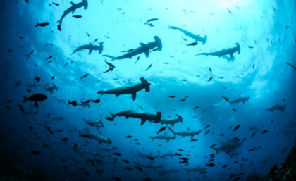 Scalloped hammerhead shark in Galapagos