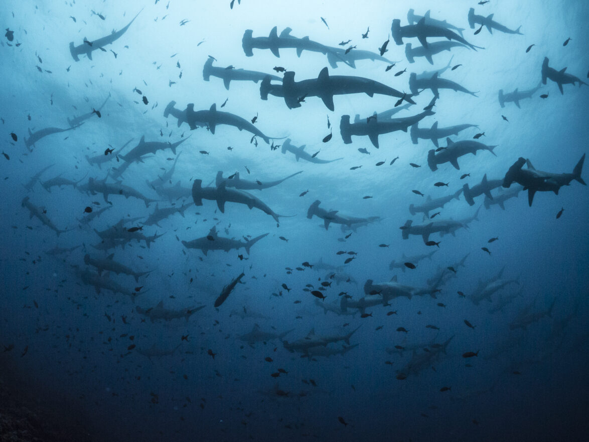 Scalloped hammerhead sharks in Galapagos