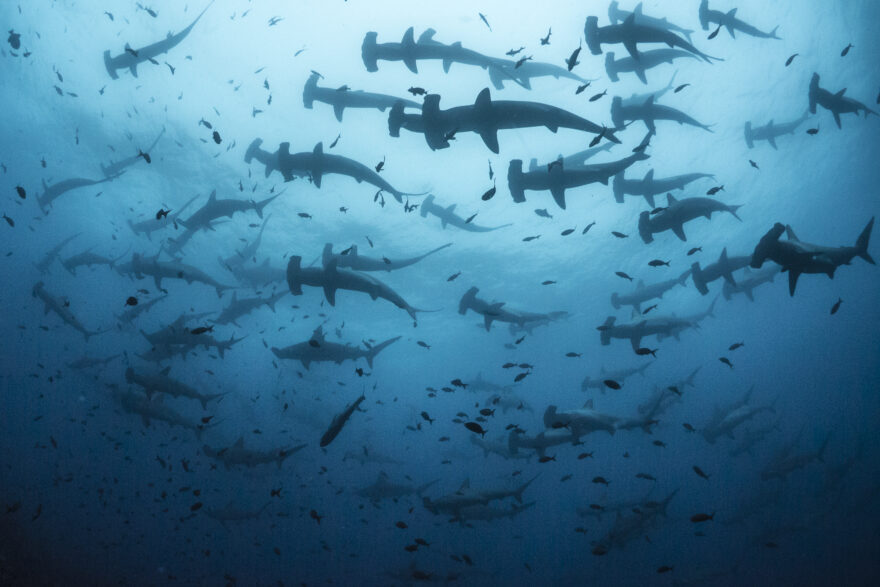 Scalloped hammerhead sharks in Galapagos