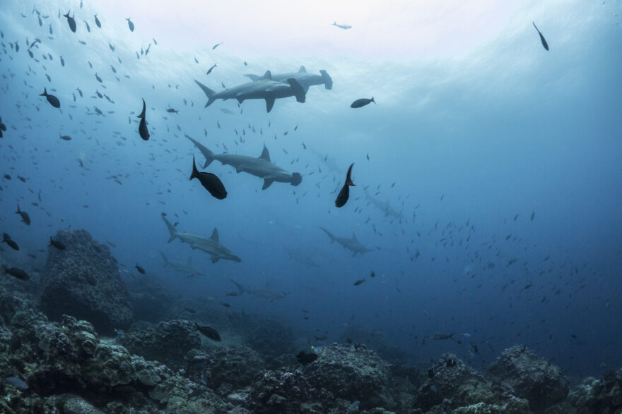 Scalloped hammerhead sharks in the Galapagos Marine Reserve