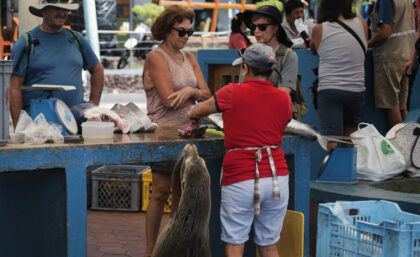 Sea lion at fish market in Galapagos