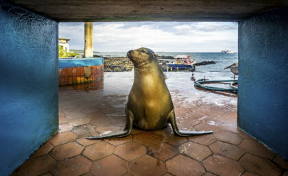 Galapagos sea lion at port
