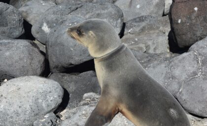 Galapagos sea lion with plastic around its neck