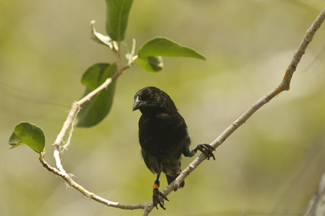 Sharp-beaked ground finch