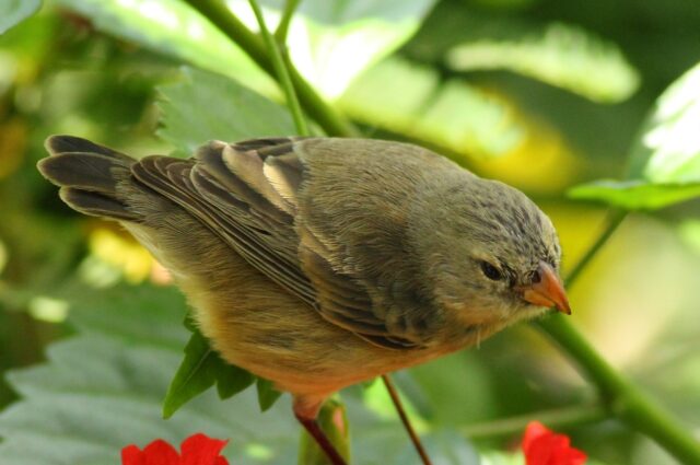 Small tree finch on Santa Cruz