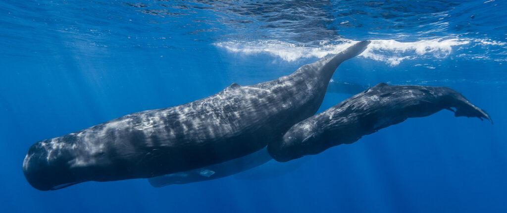 Sperm whale pod