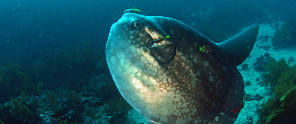 Sunfish (mola mola)
