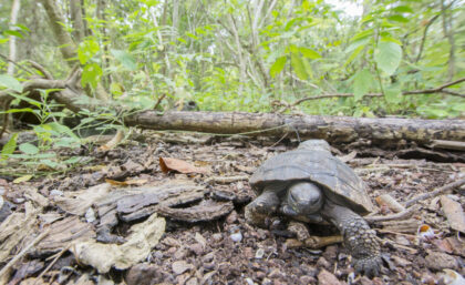 Tortoise hatchling in Galapagos
