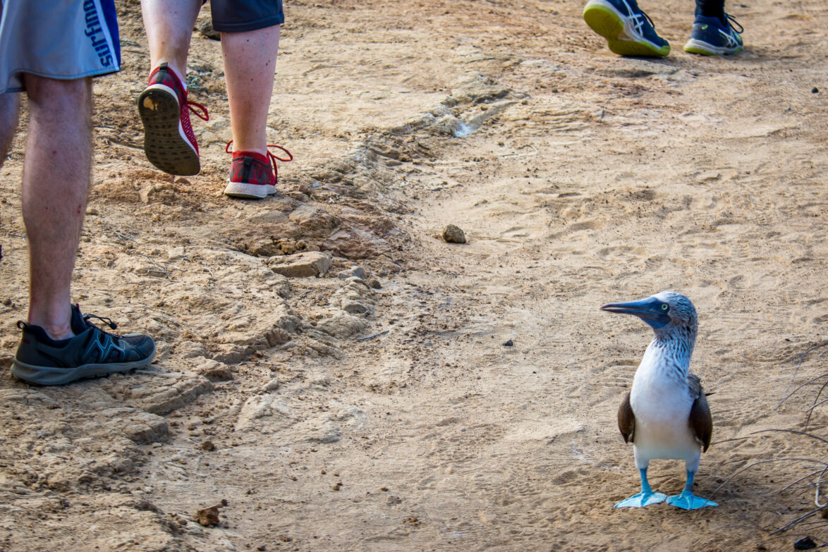 Tourists walk past a blue-footed booby in Galapagos