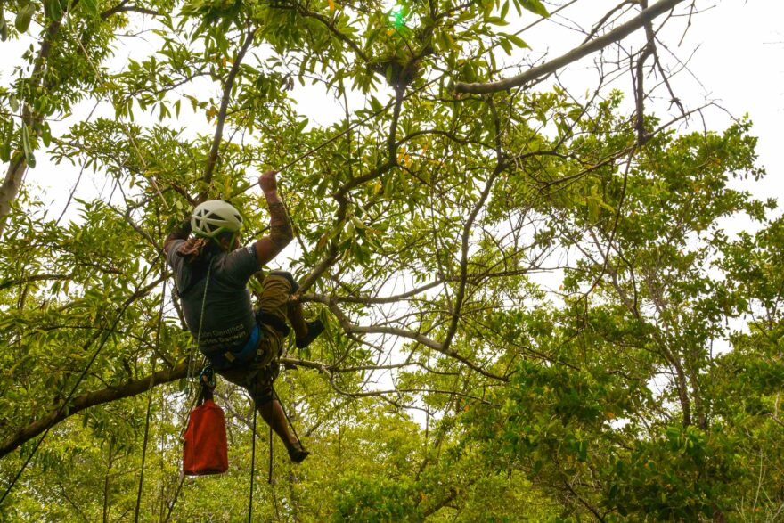 Tree climber J Jiménez accesses a mangrove finch nest 18m high in black mangrove tree