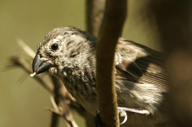 Vegetarian finch on Floreana