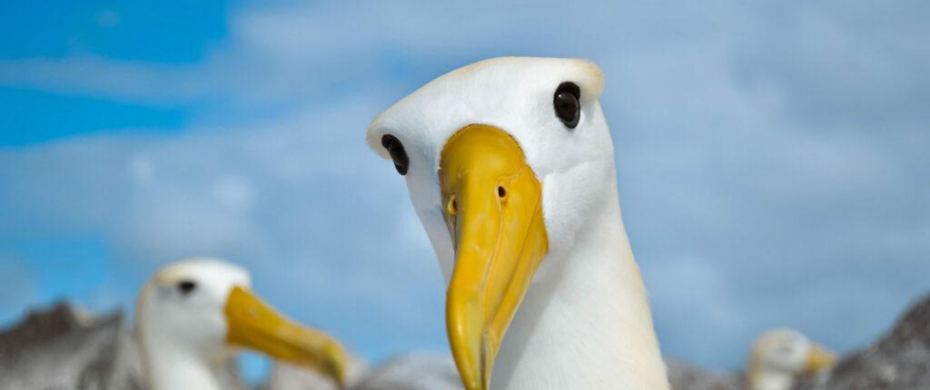 Waved albatross on Española island, Galapagos