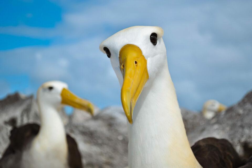 Waved albatross on Española island, Galapagos