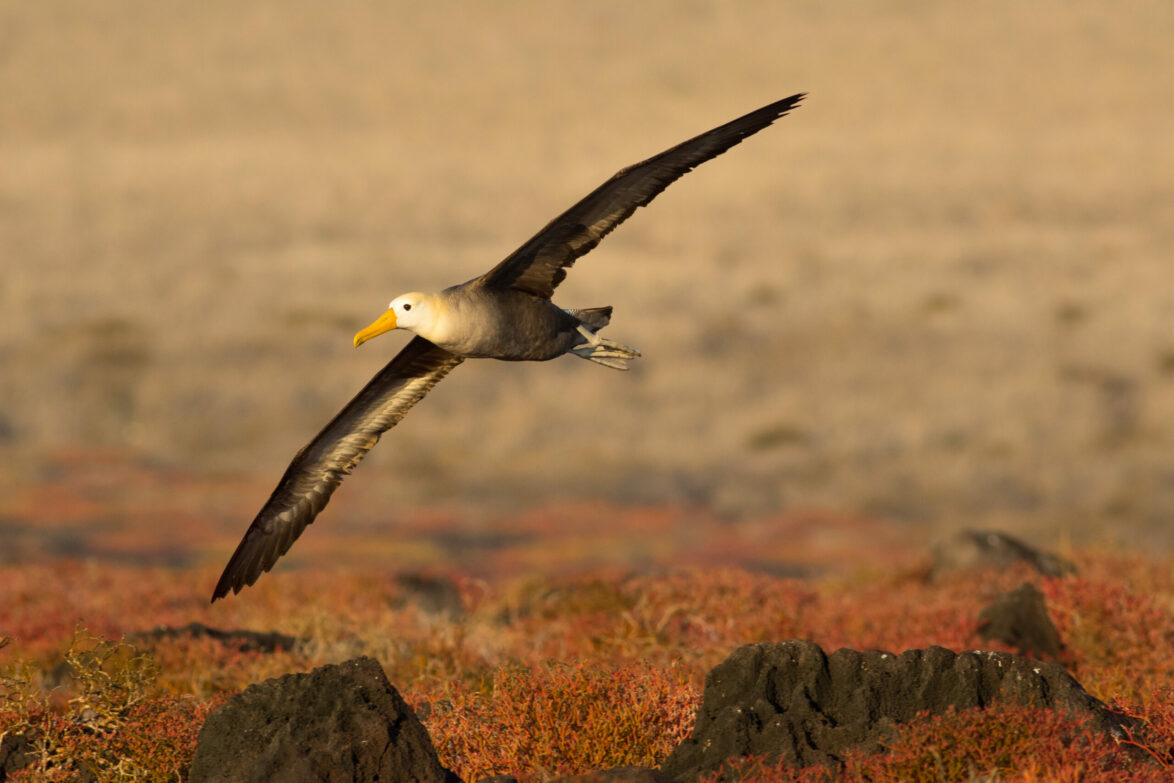 Waved albatross in Galapagos