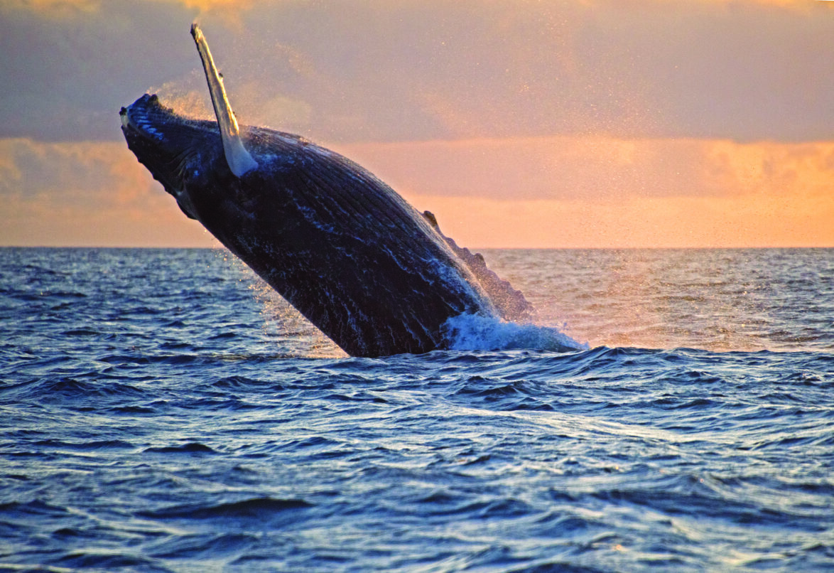 Whale breaching in Galapagos