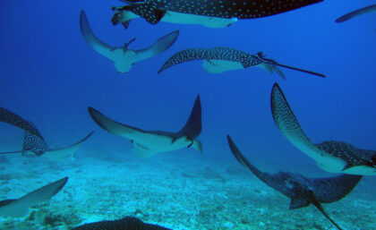 White spotted eagle rays