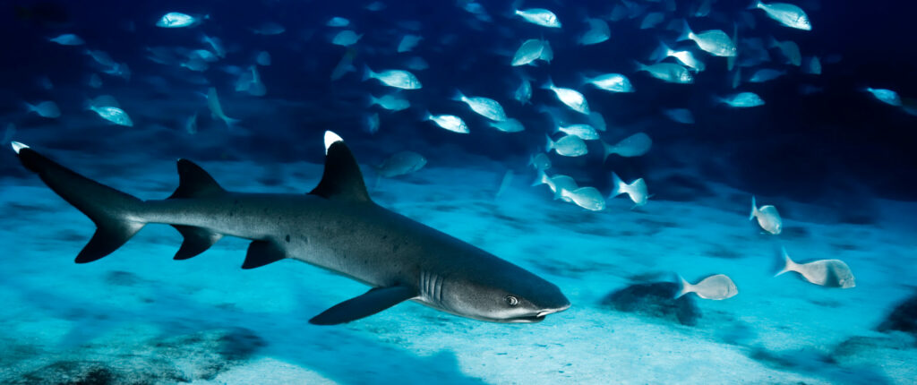 Whitetip reef shark in Galapagos
