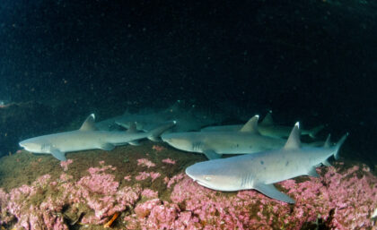 Whitetip reef sharks in Galapagos