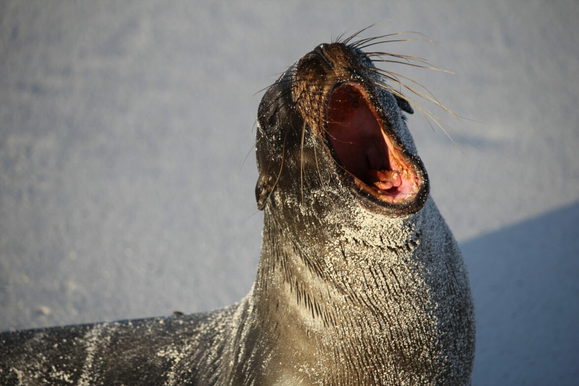 Yawning Galapagos sea lion