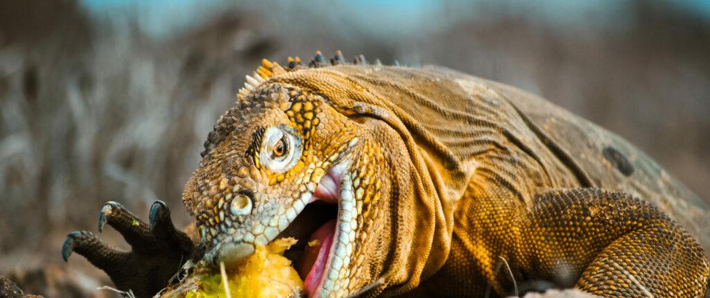 The Galapagos land iguana, an important ecosystem engineer