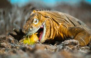 The Galapagos land iguana, an important ecosystem engineer