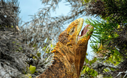 Galapagos land iguana