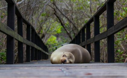 Galapagos sea lion on Isabela