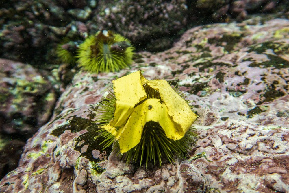 A piece of yellow tape lying on a sea urchin