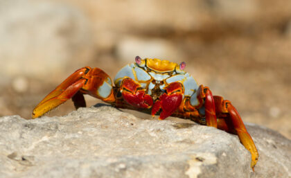 A posing Sally lightfoot crab