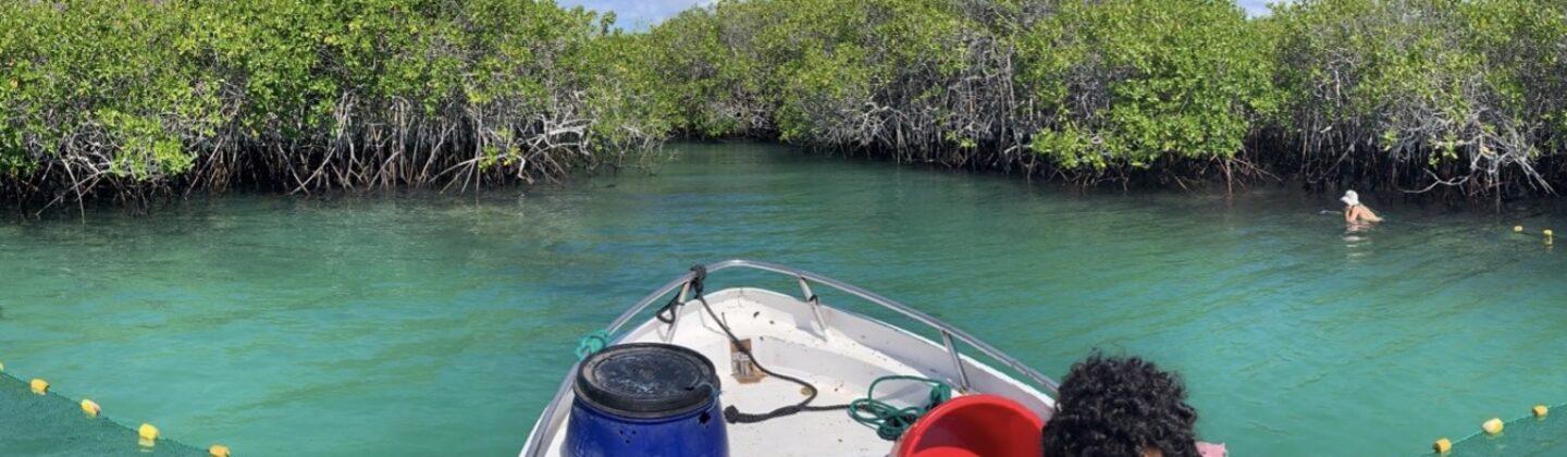 Monitoring a mangrove lagoon in search of rays on San Cristobal