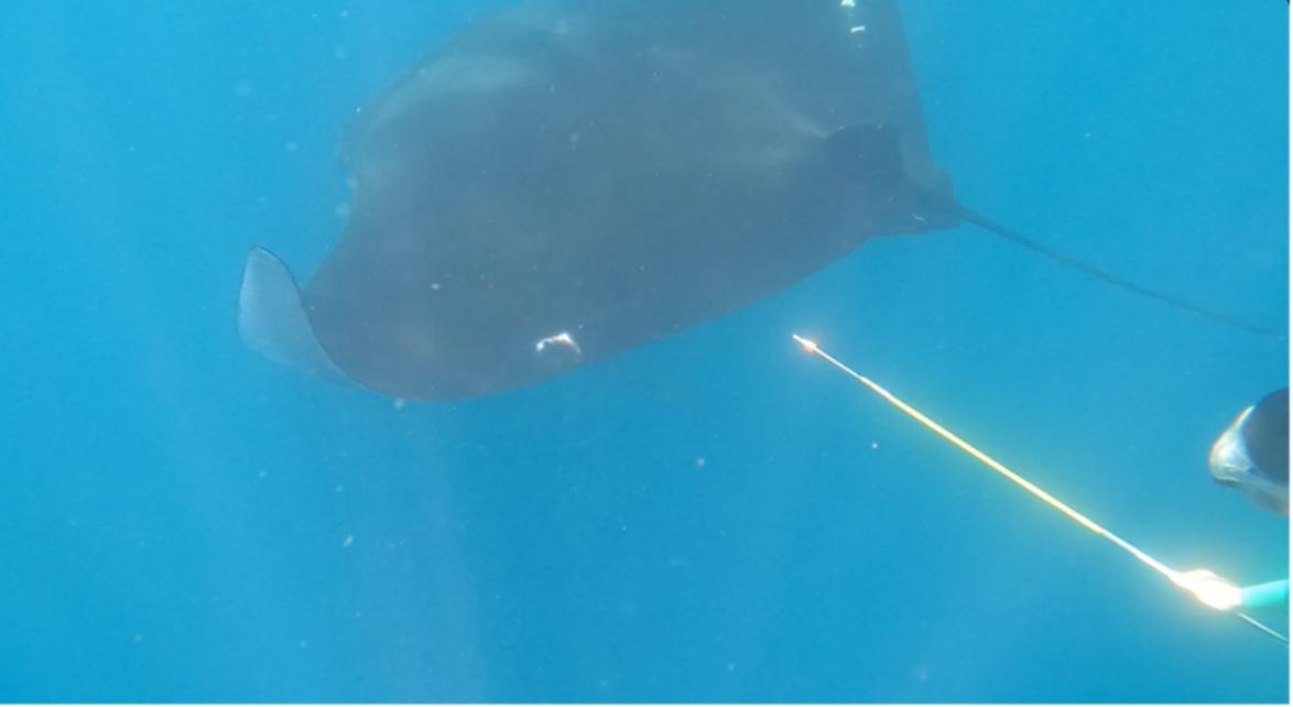 Tissue sample collection from a giant manta by Cristopher Gómez
