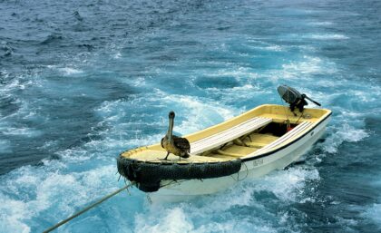 Panga Taxi (Boat & pelican)
