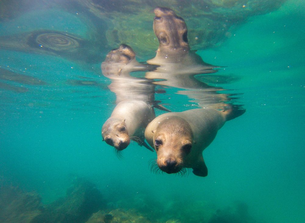 Curious Galapagos sea lions - Marcel Gross
