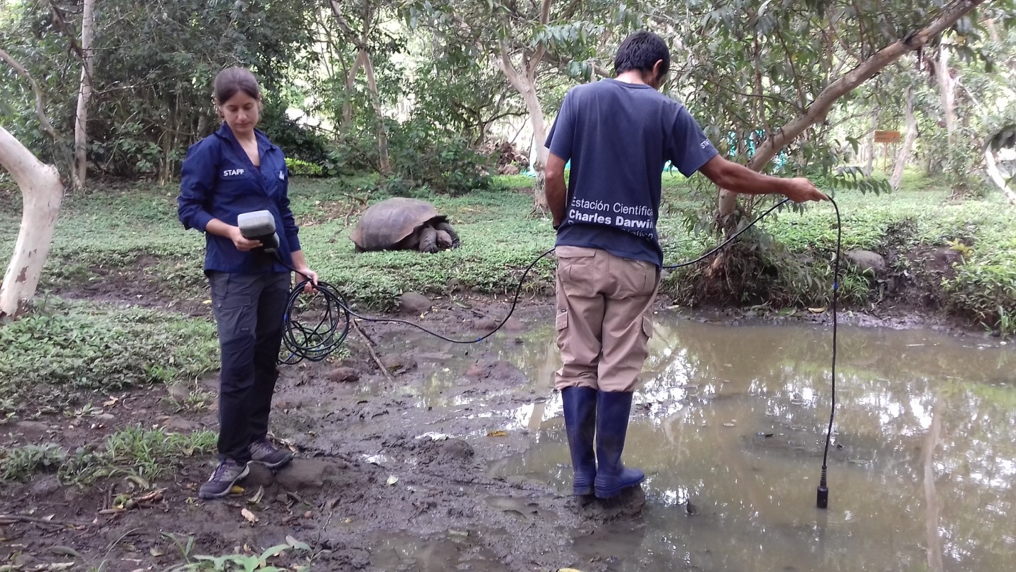 Freddy Cabrera dropping a water quality probe into a pond while Ainoa Nieto Claudín examines temperature and dissolved oxygen values. An adult tortoise is seen consuming invasive guava fruits next to a guava tree on its right side.