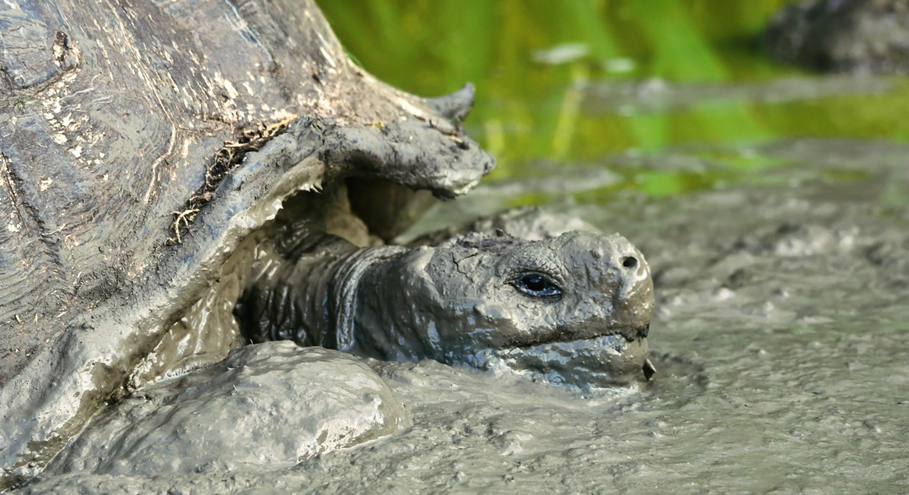 Muddy tortoise.