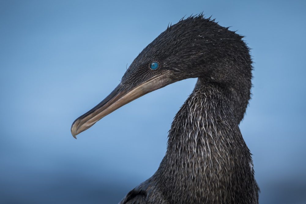 Flightless cormorant portrait - Marek Jackowski