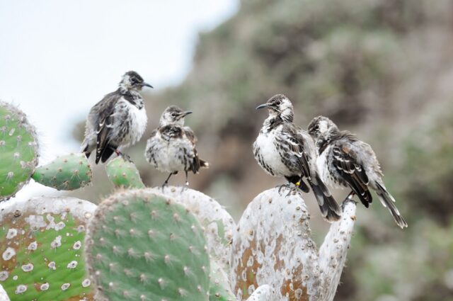 Floreana mockingbird family on Champion islet