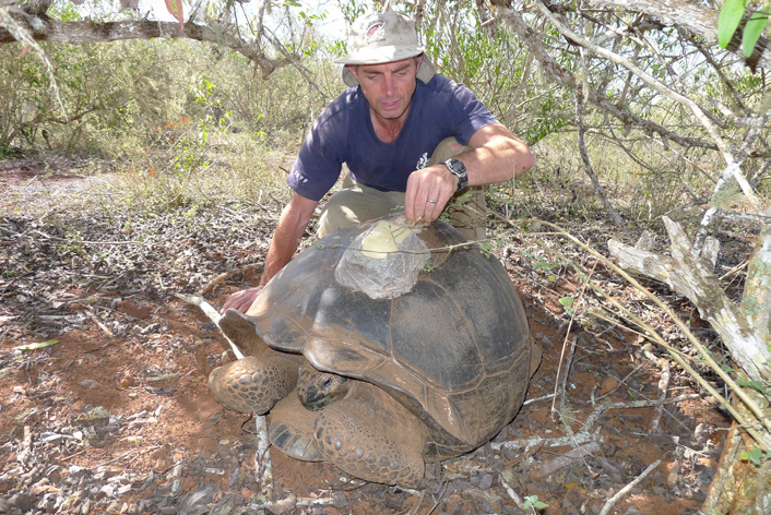 GTMEP project founder Steve Blake checks a GPS tag on a Galapagos giant tortoise