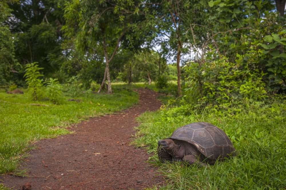 Galapagos giant tortoise © McKenna Paulley